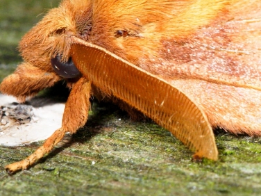 moth antennae illustrated by The Drinker (Euthrix potatoria) - male