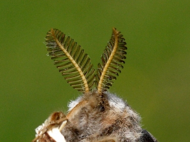 moth antennae illustrated by Emperor Moth (Saturnia pavonia) male