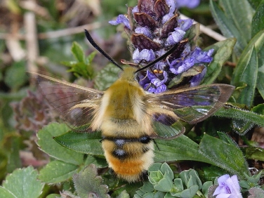 1982 Narrow-bordered Bee Hawk-moth (Hemaris tityus)