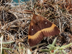 Male Oak Eggar (Lasiocampa quercus)