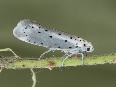 0425 Orchard Ermine (Yponomeuta padella)