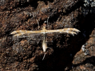 Oxyptilus plume species