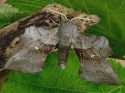 1981 Poplar Hawk-moth (Laothoe populi)