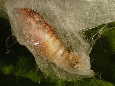 2441 Siver Y (Autographa gamma) cocoon and pupa