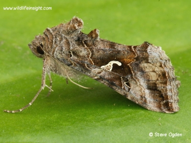 2441 Siver Y ( Autographa gamma)