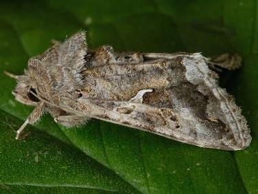 2441 Siver Y (Autographa gamma) grey form