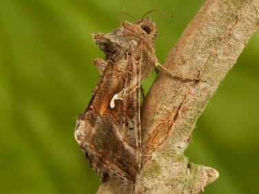 2441 Siver Y (Autographa gamma) rufous form