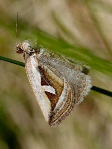 2412 Silver Hook (Deltote uncula)