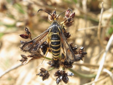 0382 Six-belted Clearwing (Bembecia ichneumoniformis)