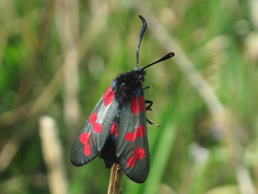 0169 Six-spot Burnet (Zygaena filipendulae)