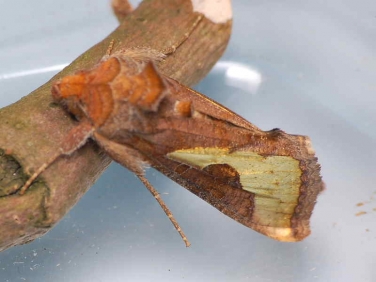 2433 Slender Burnished Brass (Thysanoplusi orichalcea) reared from imported mint
