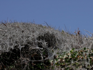 0425 Silk webs of Orchard Ermine (Yponomeuta padella) Blackthorn