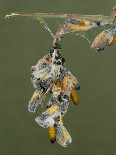 0425 Pupae in silk webs of Orchard Ermine (Yponomeuta padella) Blackthorn