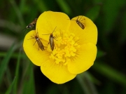 0005 Micropterix calthella