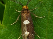 0130 Incurvaria masculella - male