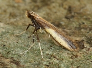 0285 Azalea Leaf Miner (Caloptilia azaleella)