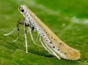 0294 Aspilapteryx tringipennella