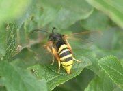 0371 Lunar Hornet Moth (Sesia bembeciformis)