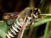 0382 Six-belted Clearwing (Bembecia ichneumoniformis)