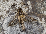 0383 Thrift Clearwing (Synansphecia muscaeformis)