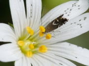 0391 Cocksfoot Moth (Glyphipterix simpliciella)
