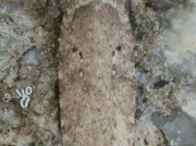 0688 Agonopterix heracliana