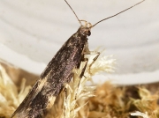 0731 Eulamprotes atrella