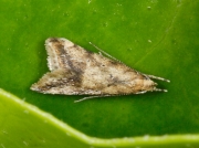 0866 Brachmia blandella