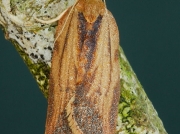0998 Light Brown Apple Moth (Epiphyas postvittana)