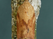 0998 Light Brown Apple Moth (Epiphyas postvittana)