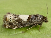 1184 Epiblema scutulana or cirsiana