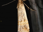 1289 Euchromius ocellea