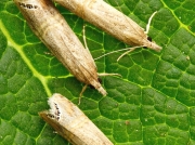 1289 Euchromius ocellea
