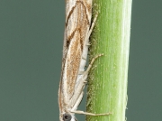 1309 Agriphila geniculea
