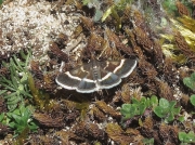 1367 Pyrausta cingulata