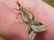 1414 Synaphe punctalis
