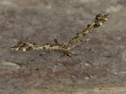 1498 Amblyptilia punctidactyla