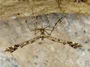 1498 Amblyptilia punctidactyla