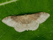 1714 Portland Ribbon Wave (Idaea degeneraria)