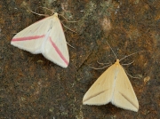 1716 The Vestal (Rhodometra sacraria) - group