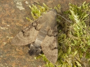 1984 Hummingbird Hawk-moth (Macroglossum stellatarum)