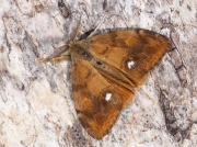 2026 The Vapourer (Orgyia antiqua) - male moth