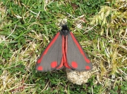 2069 The Cinnabar (Tyria jacobaeae)