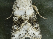 2164 Broad-barred White (Hecatera bicolorata)