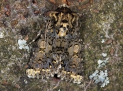 2171 Marbled Coronet (Hadena confusa)