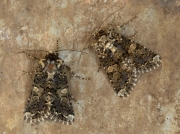 2171 Marbled Coronet (Hadena confusa)