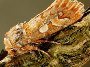 2179 Pine Beauty (Panolis flammea)