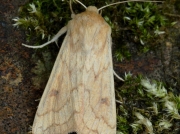2195 The Delicate (Mythimna vitellina)