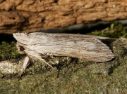 2216 The Shark (Cucullia umbratica)