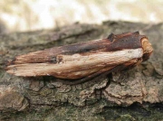 2241 Red Sword-grass (Xylena vetusta)